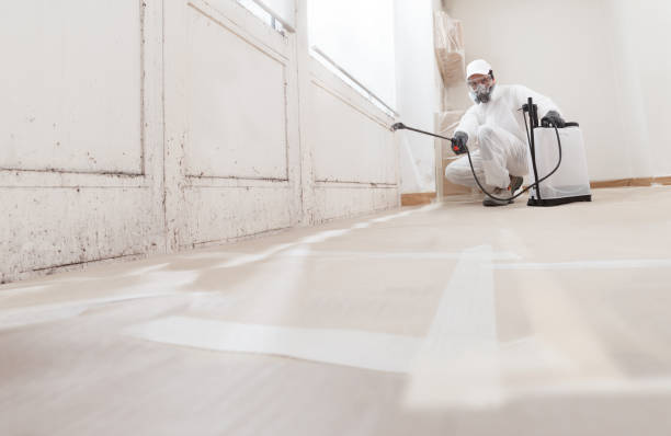 Black mold remediation team in Spring Lake